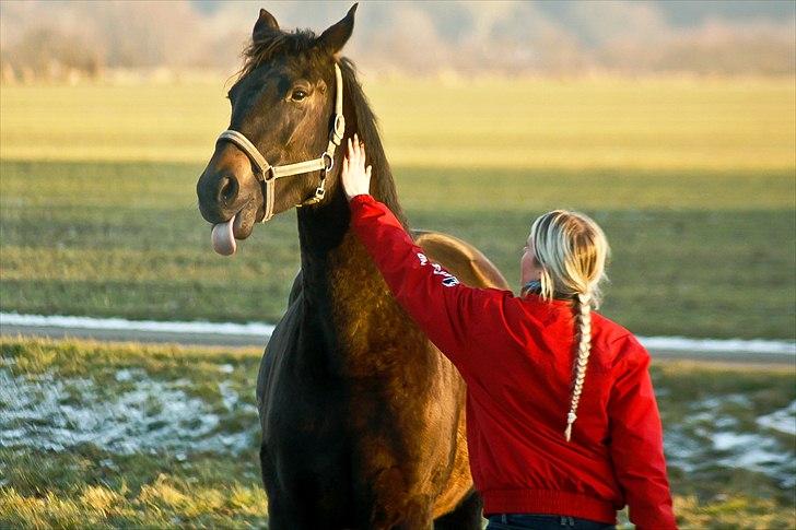 Holstener Iris Von Harknag Solgt :( billede 9