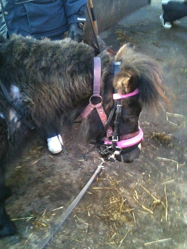 Shetlænder Bella - Første gang med hovedtøj på.. billede 4