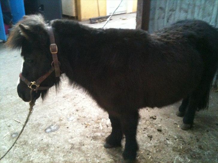 Shetlænder Bella - Lige komme ud på stalgangen efter en tur i ridehal med hovedtøj på... billede 5