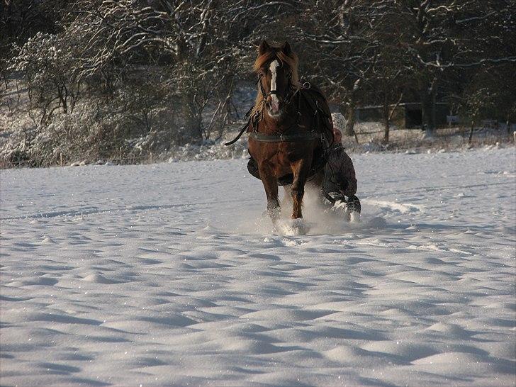 Welsh Mountain (sec A) Flicka - Flicka foran kælken, en skøn vinterdag! billede 4