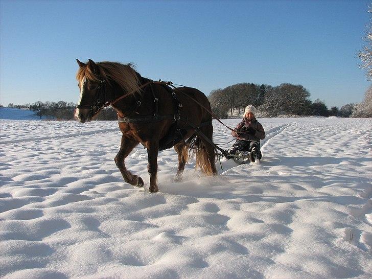 Welsh Mountain (sec A) Flicka - Sjov dag i sneen med Flicka billede 5