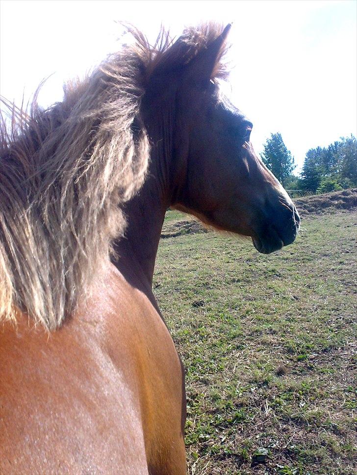 Welsh Mountain (sec A) Flicka - Smuksak billede 8