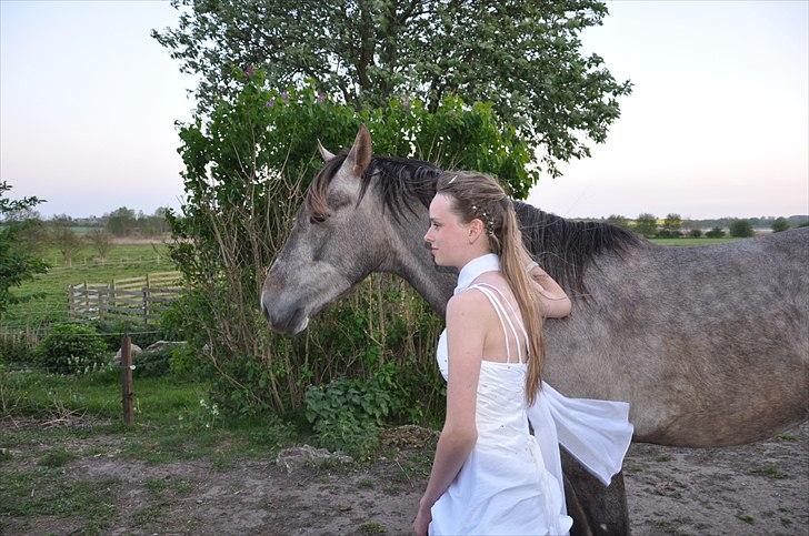 Anden særlig race Hidalgo billede 11