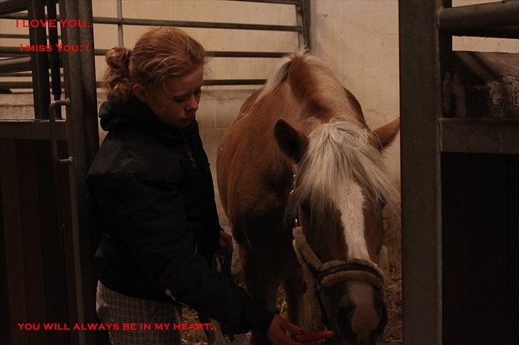 Haflinger Betti SOLGT! billede 16