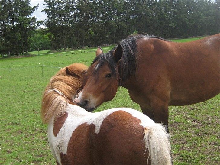 Shetlænder Bruno (SOLGT) ):   billede 3