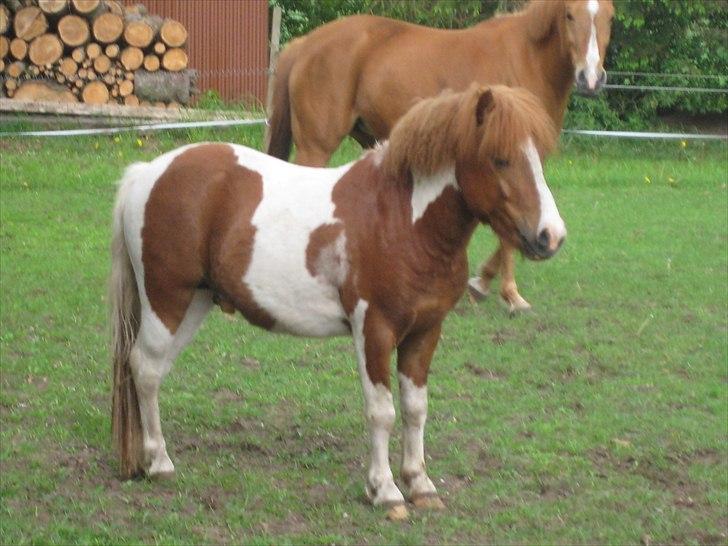 Shetlænder Bruno (SOLGT) ):   billede 4