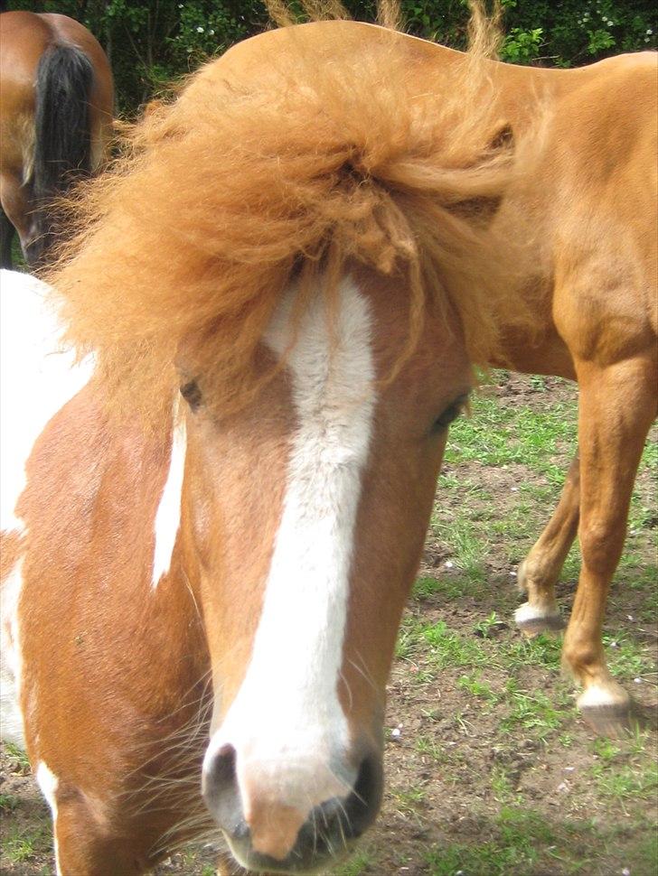 Shetlænder Bruno (SOLGT) ):   billede 6