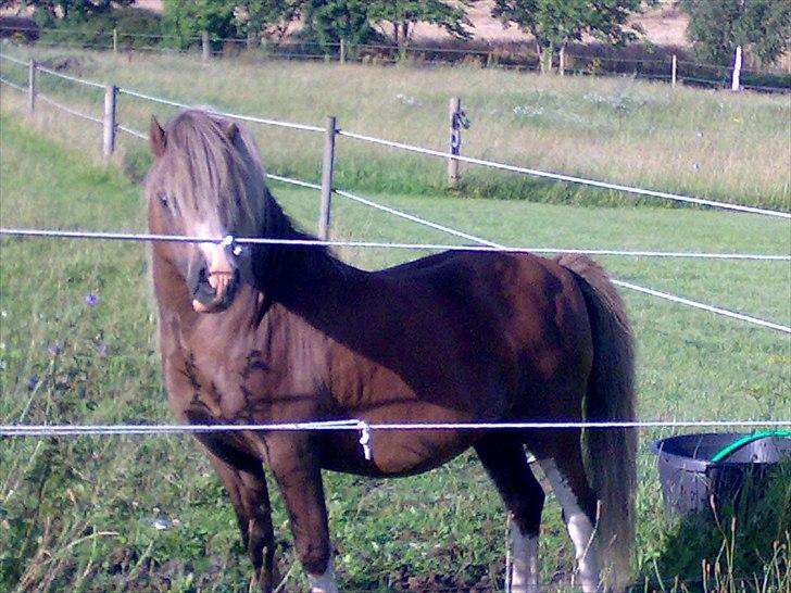 Welsh Mountain (sec A) Flicka - Flickas far Charlie billede 11