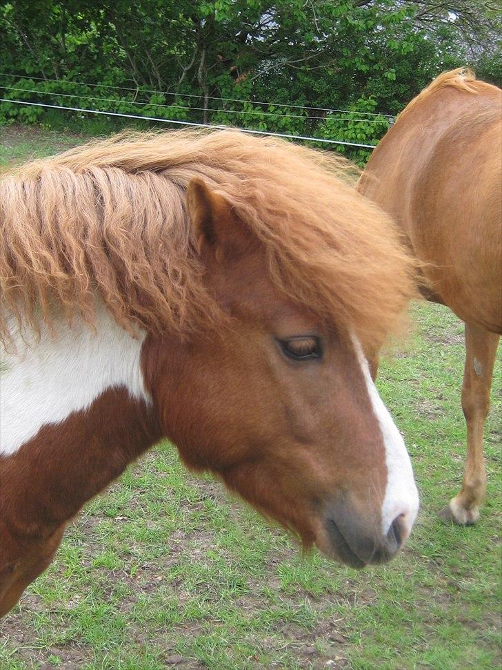 Shetlænder Bruno (SOLGT) ):   billede 7