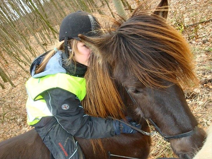 Islænder Perla fra Bagterp - Den skønne hest :) billede 1