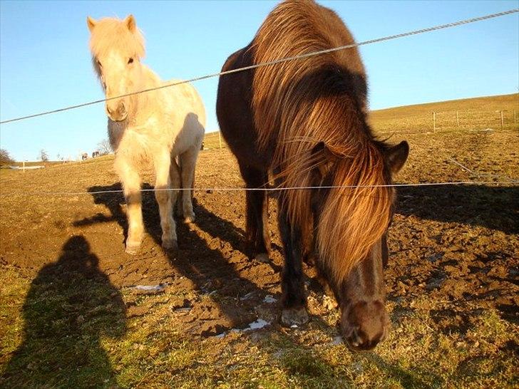 Islænder Perla fra Bagterp - Perla er til højre billede 2