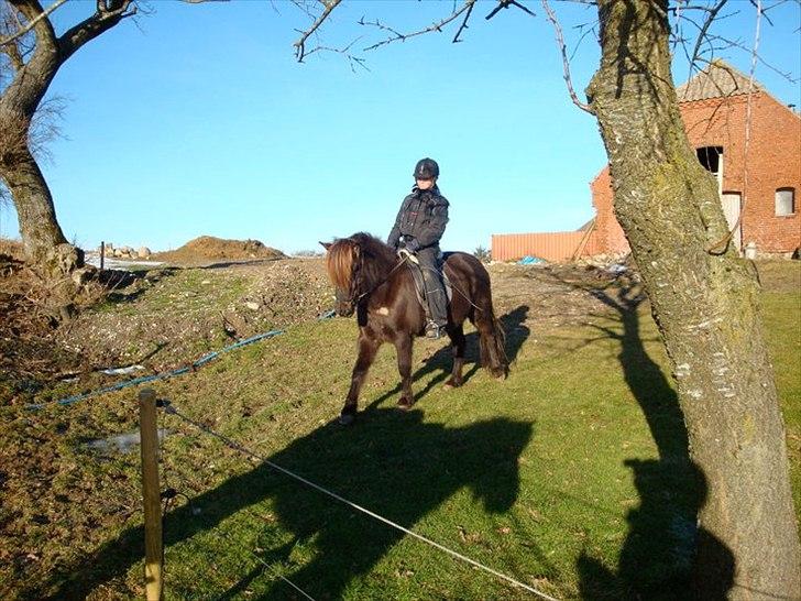 Islænder Perla fra Bagterp billede 3