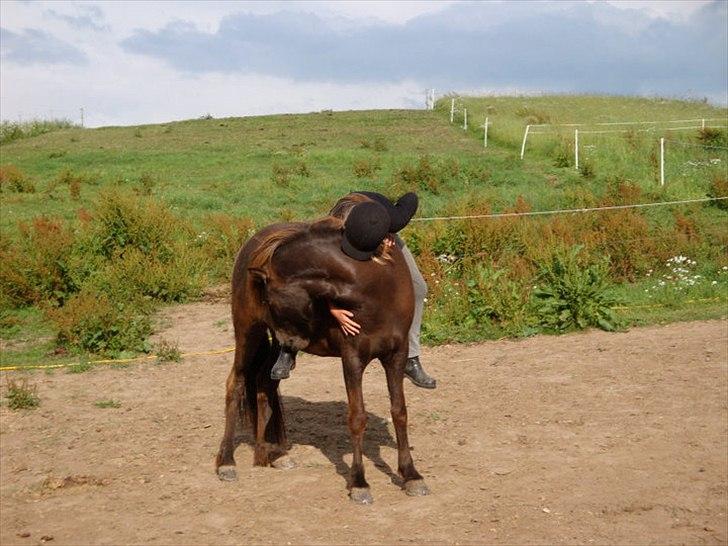 Islænder Perla fra Bagterp billede 4