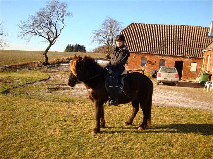 Islænder Perla fra Bagterp billede 5