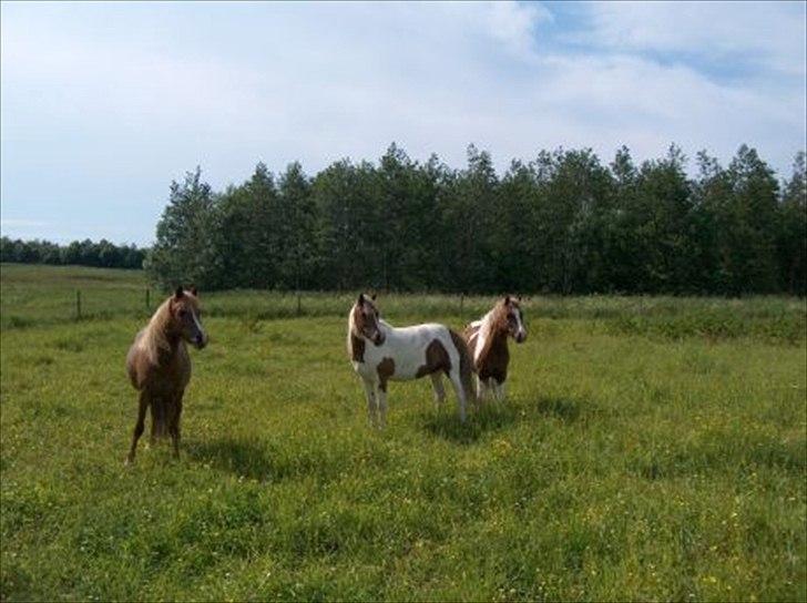 Welsh Mountain (sec A) Flicka - Flicka, Samo og Dina billede 15