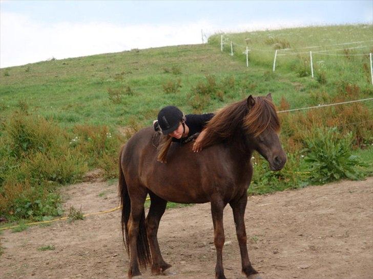 Islænder Perla fra Bagterp - Opse dasse :) billede 6