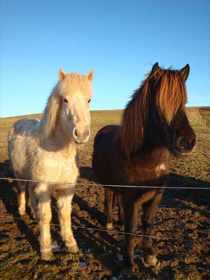 Islænder Perla fra Bagterp billede 7