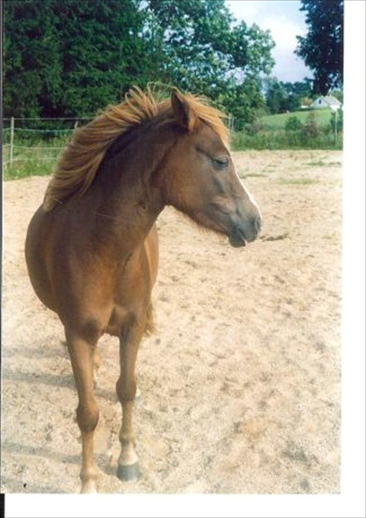 Welsh Mountain (sec A) Flicka - Flicka som 3 års billede 16