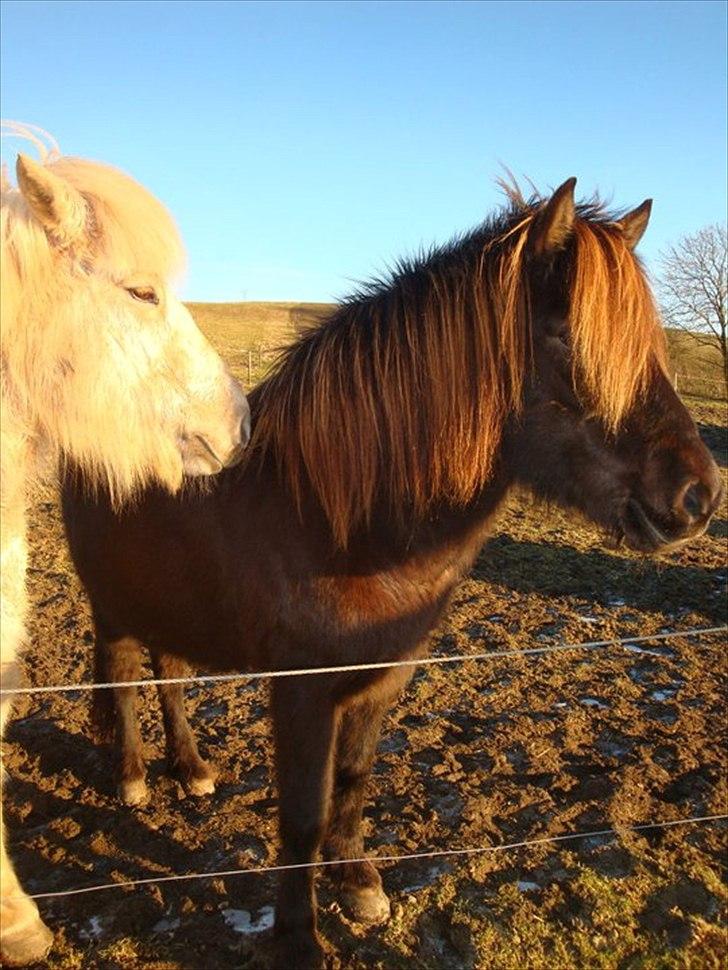 Islænder Perla fra Bagterp billede 8
