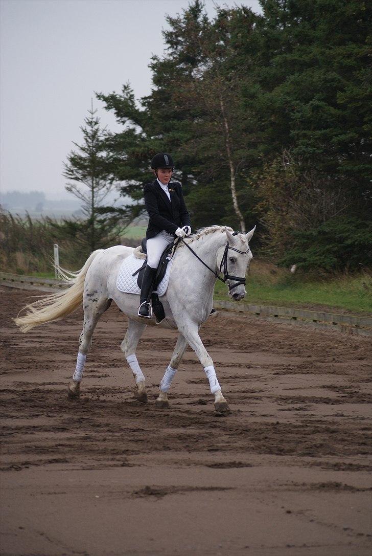 Knabstrupper Gabarni - Stævne i Nejst ;) billede 13