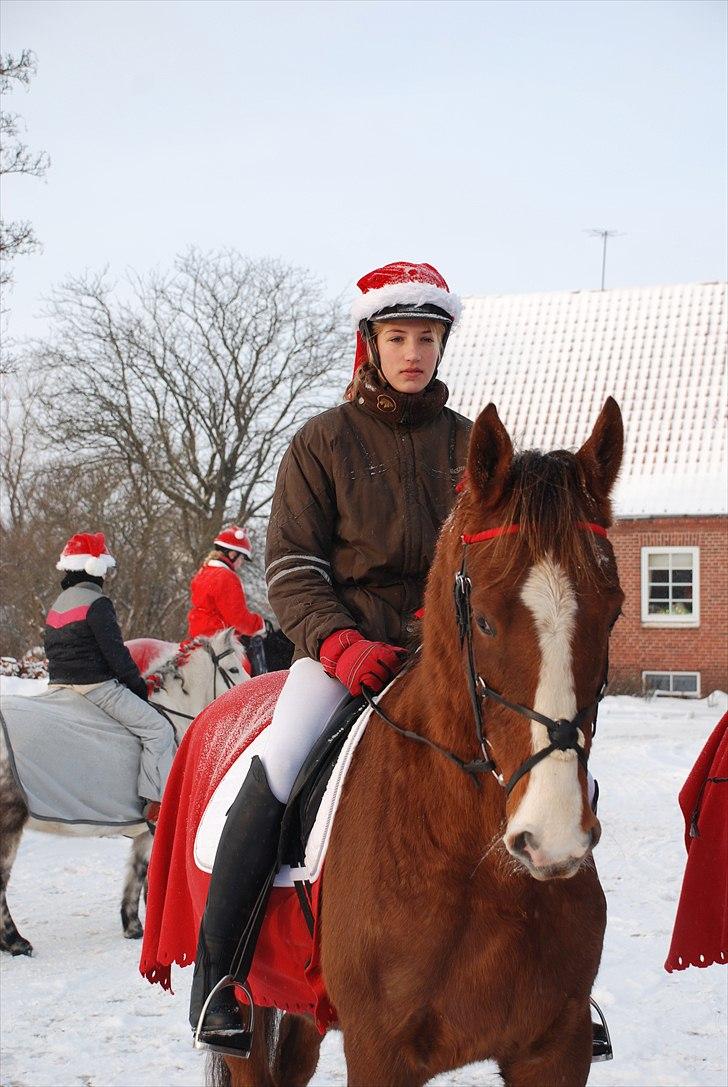 Anden særlig race Jacob<3 - På pakeringspladsen inden han skulle ind i hestetraileren :)<3 Foto: Malene  billede 5