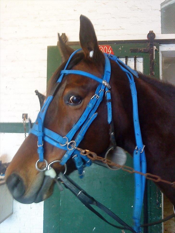 Traver Kiss mac laid - heh den blå dronning.. billede 10