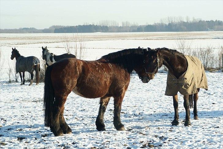 Belgier Malibu billede 5