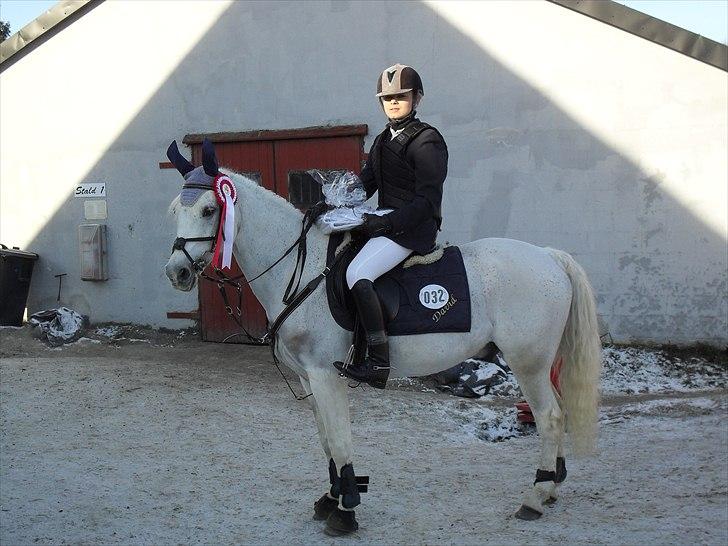 Anden særlig race David (tidl. pony) - Vandt 1. kval af D4 cup billede 20