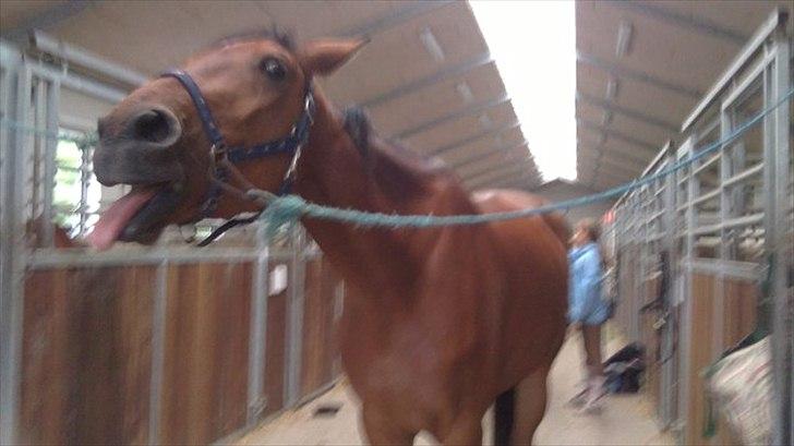 Anden særlig race Shake That Coconut - Coco før jeg købte hende. Meget muskelfattig og ranglet:/   2009 eller 2010 billede 14