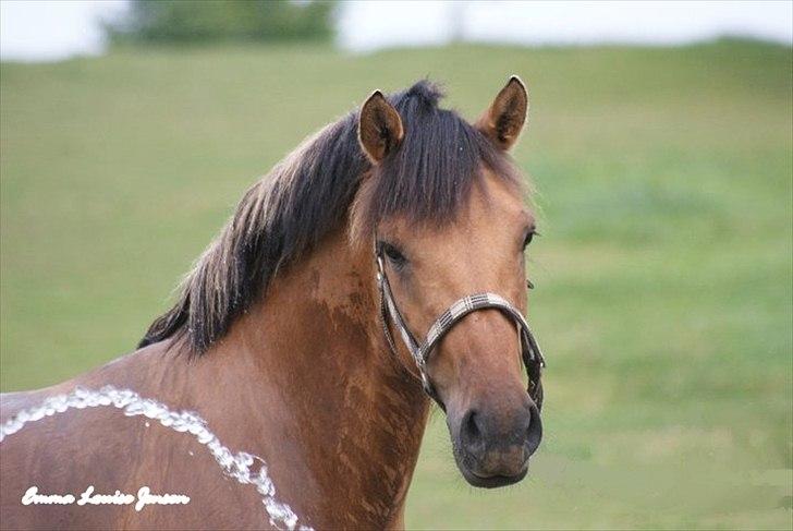 Anden særlig race Brie Marteyna - min dejlige hest <3 (-;  billede 2