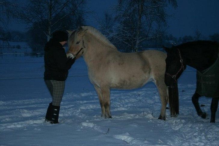 Fjordhest Maggi -solgt billede 6