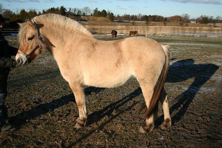 Fjordhest Maggi -solgt billede 8