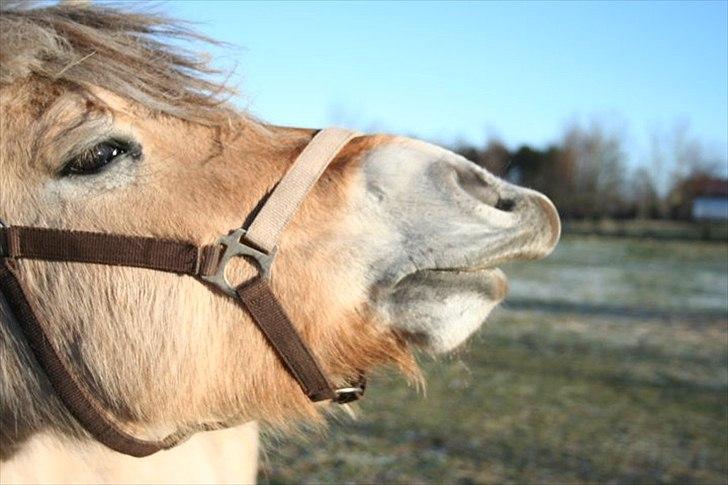 Fjordhest Maggi -solgt billede 9
