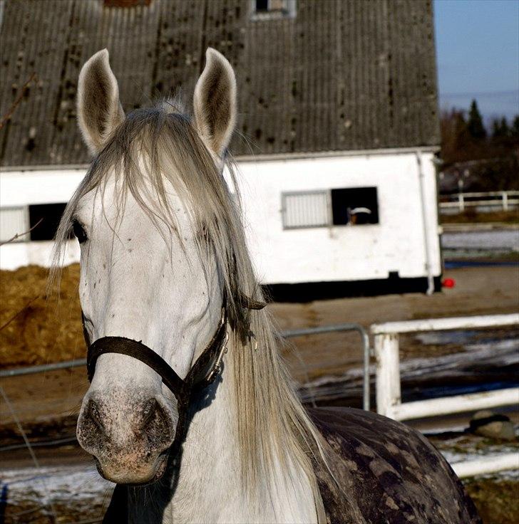 Lipizzaner Amadeus ("part") billede 19