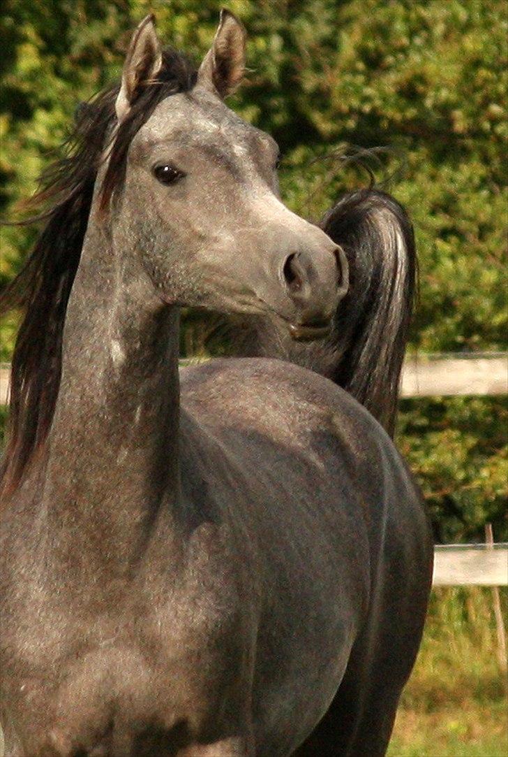 Arabisk fuldblod (OX) Rihannah - 2010 foto M. Ølgod billede 1