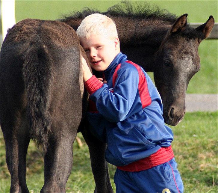 Arabisk fuldblod (OX) Rihannah - 2009 billede 9