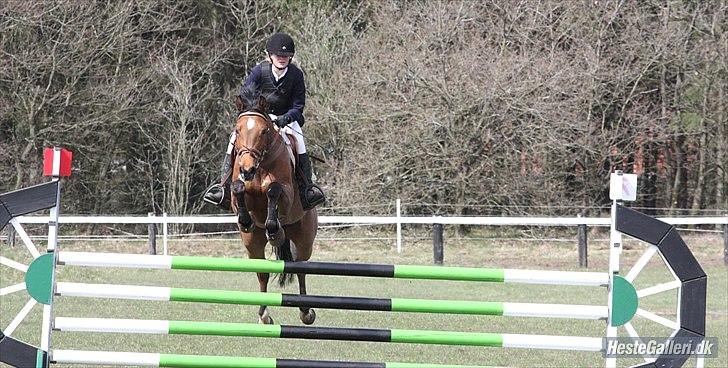 Hollandsk Varmblod Telrite (Rita) - Til stævne i Grindsted billede 2