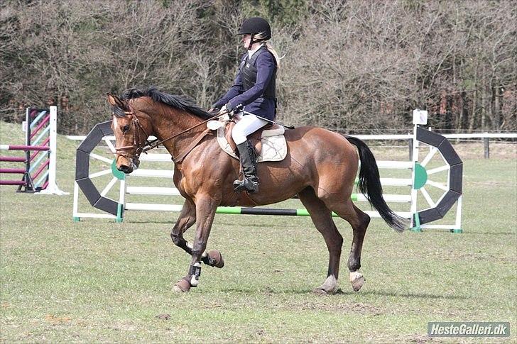 Hollandsk Varmblod Telrite (Rita) - Grindsted billede 3