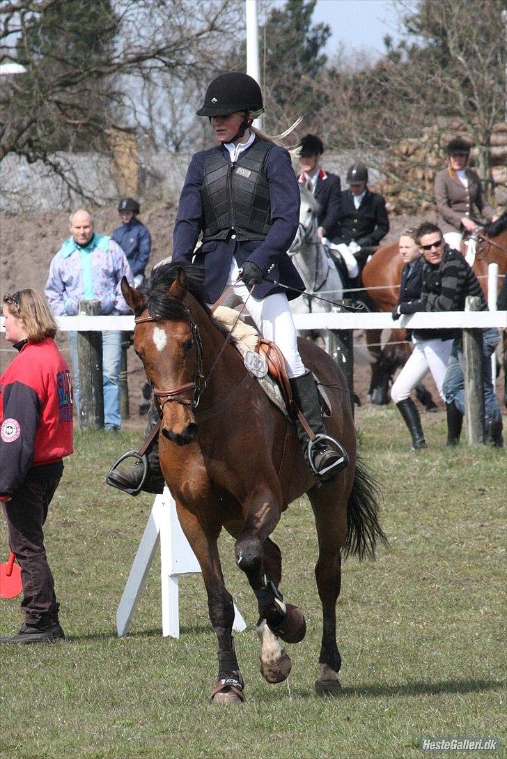 Hollandsk Varmblod Telrite (Rita) - Grindsted - smukke Rita billede 5
