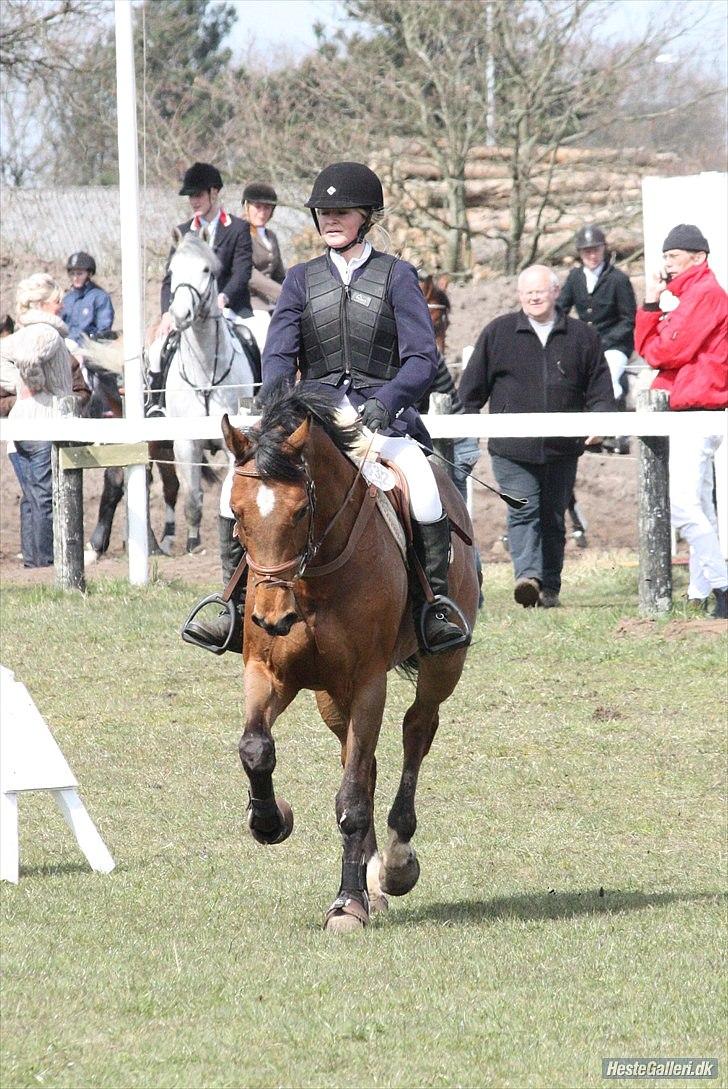 Hollandsk Varmblod Telrite (Rita) - Grindsted billede 6