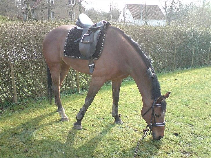 Hollandsk Varmblod Telrite (Rita) - Dejligt med græs billede 7