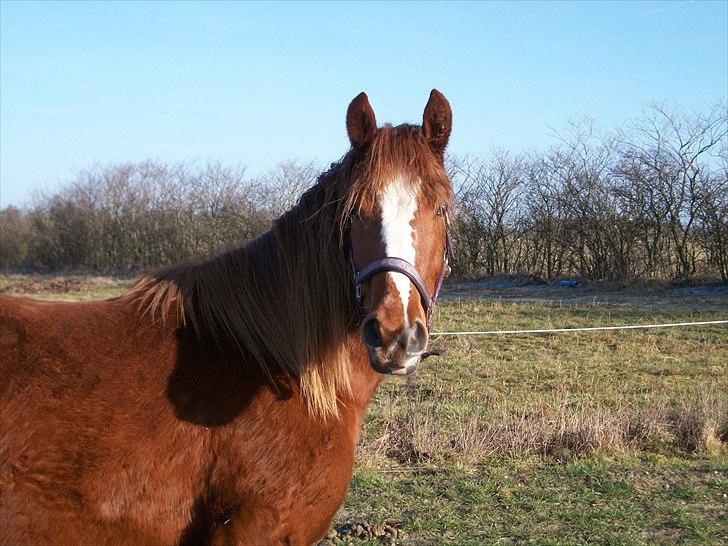 Anden særlig race First Trust (Tidl. hest) SOLGT - Trusti 2 år og 10 mdr. (30/1-2011) billede 13