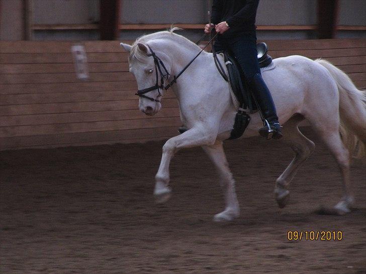 Anden særlig race Troldebos Bella billede 5