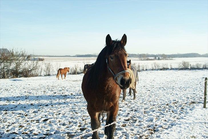 Belgier Malibu **BROVANG** SOLGT ! - Malli, med sin nye flotte grime... billede 9