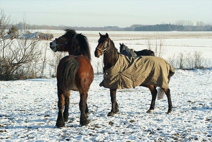 Belgier Malibu **BROVANG** SOLGT ! - Malli, viser sig lige for sin lækker smækker hoppede side... ;) billede 11
