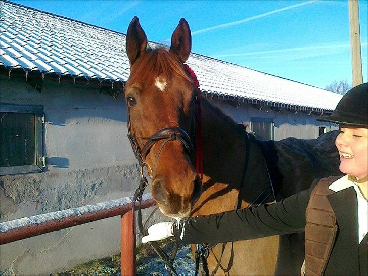 Dansk Varmblod Conquistador - Conqui og Henriette til deres første springstævne - Vemmelev Januar 2011 billede 19