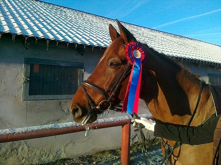 Dansk Varmblod Conquistador billede 20