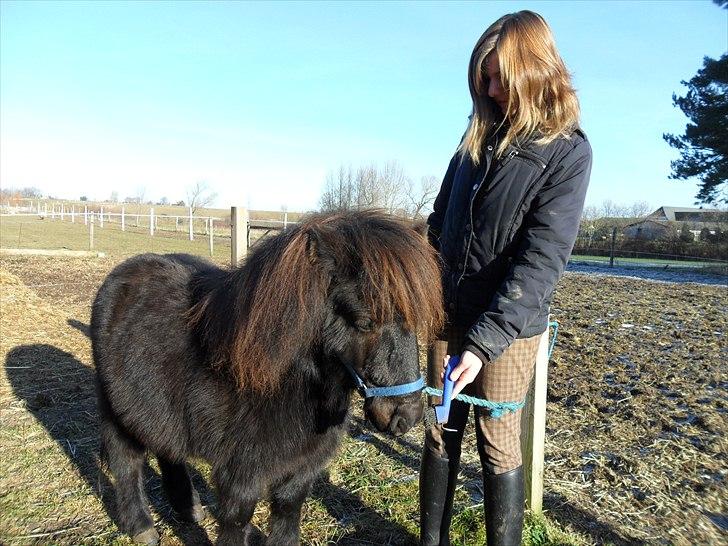 Shetlænder Esprit MS, SOLGT billede 11