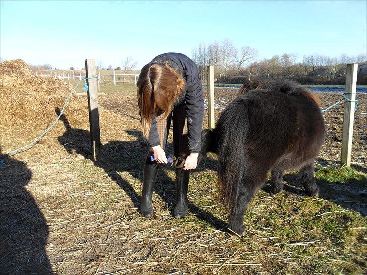 Shetlænder Esprit MS, SOLGT billede 12