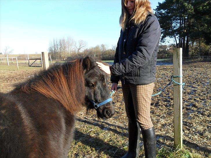 Shetlænder Esprit MS, SOLGT billede 13